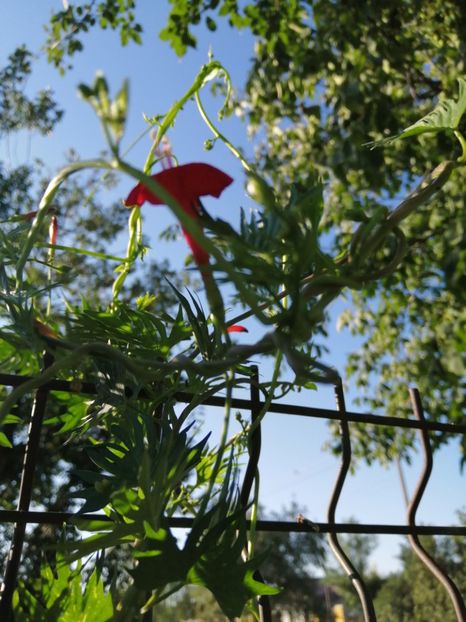  - Frumuseti la casa parinteasca