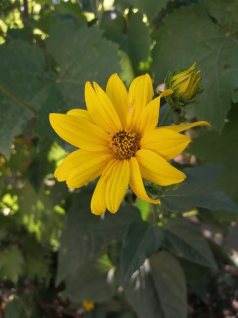  - Frumuseti la casa parinteasca