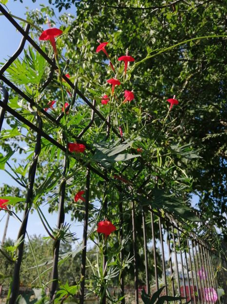  - Frumuseti la casa parinteasca