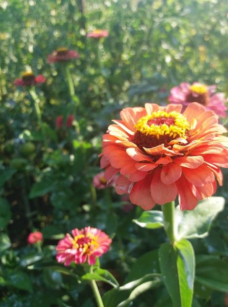  - flori de gradina 2020