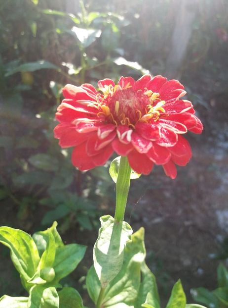  - flori de gradina 2020