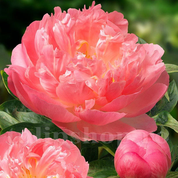 Bulbi Bujor Pink Hawaiian Coral - Bulbi Flori Toamna 2020