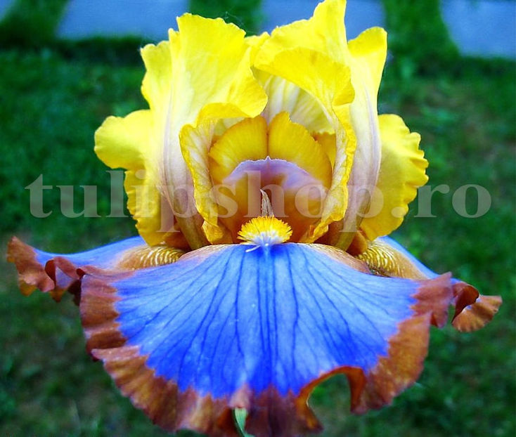 Bulbi Iris Brown Lasso - Bulbi Flori Toamna 2020