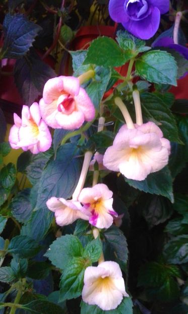  - 000012 ACHIMENES