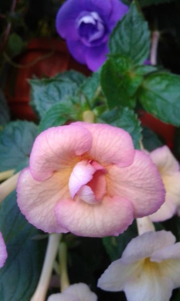  - 000012 ACHIMENES