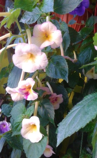  - 000012 ACHIMENES