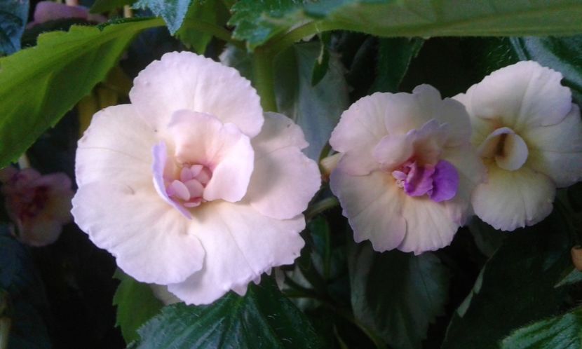  - 000012 ACHIMENES