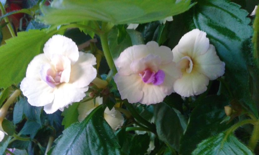  - 000012 ACHIMENES