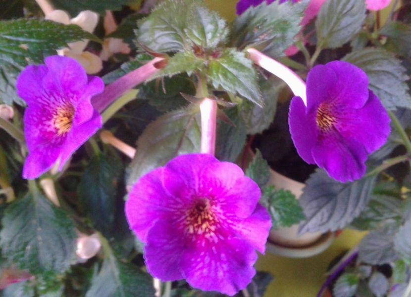  - 000013 ACHIMENES