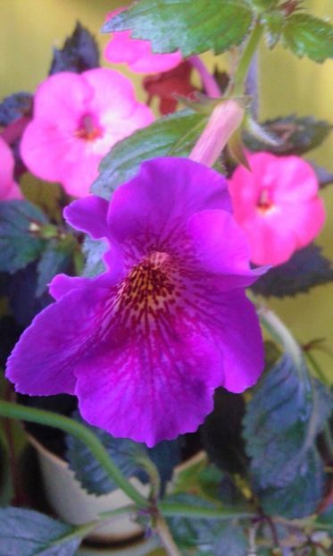  - 000013 ACHIMENES