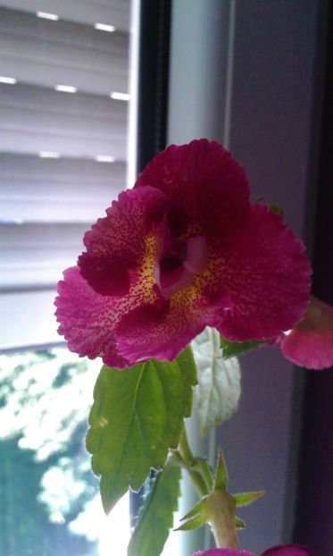  - 000013 ACHIMENES