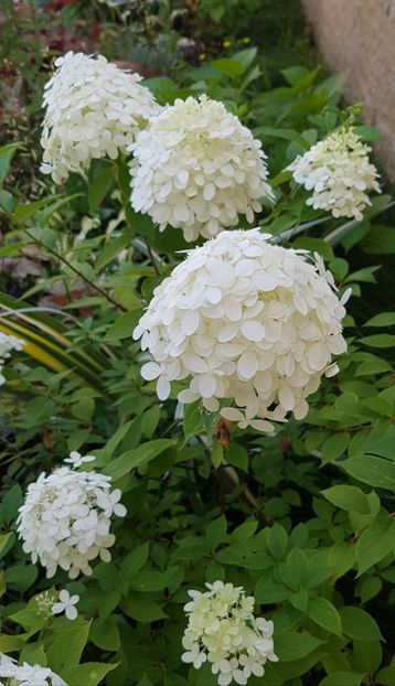 Hortensia paniculata - August 2020