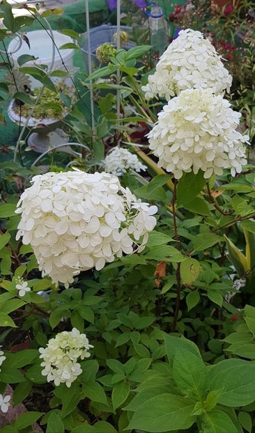 Hortensia paniculata - August 2020