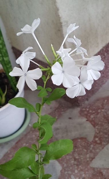 Pe terasa-Plumbago alb - August 2020