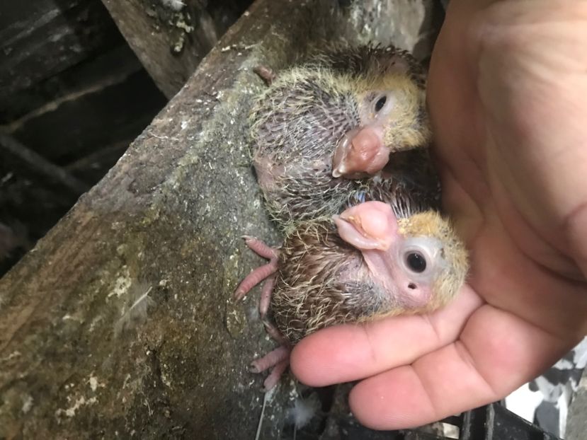 A9FF9236-6060-4F3C-964C-96A19178073D - Pui 2020