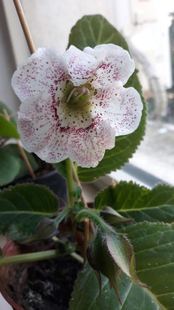  - gloxinii_2020
