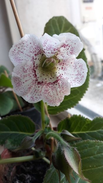  - gloxinii_2020