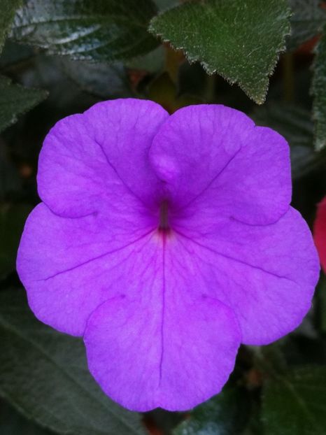  - India - iesit din colectie