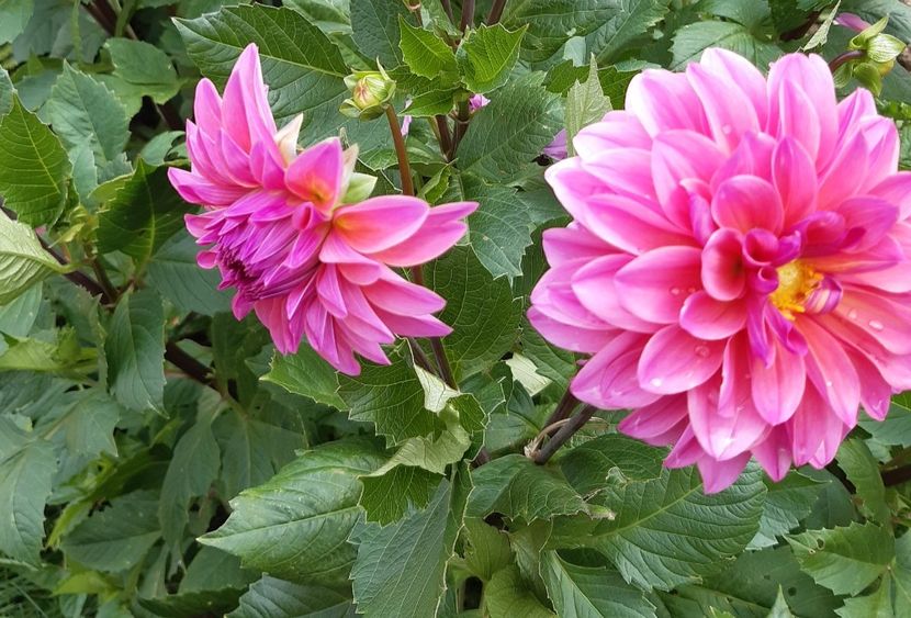  - Flori de Primavara _Vara 2020-2021