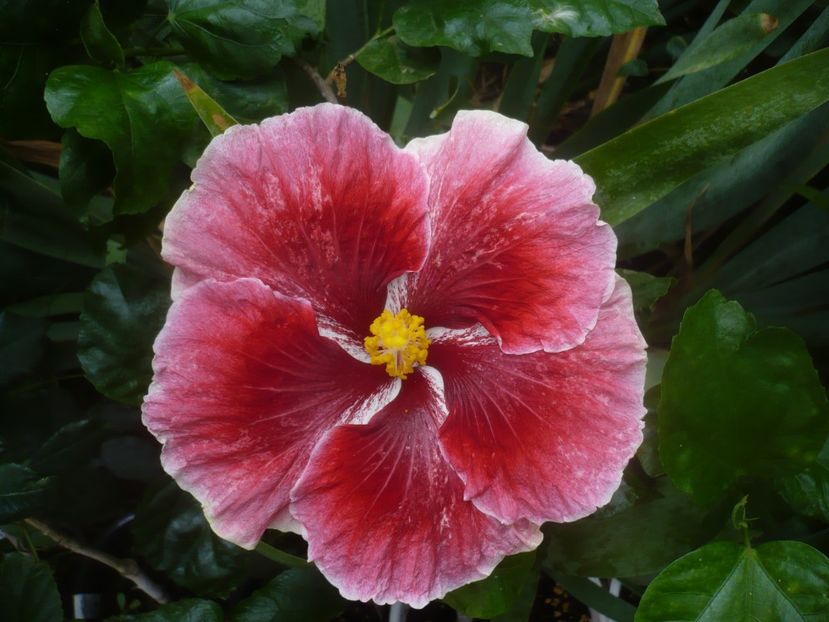 P1450534 - HIBISCUSI 2020-2