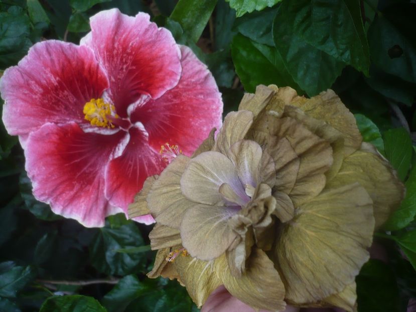 P1450536 - HIBISCUSI 2020-2