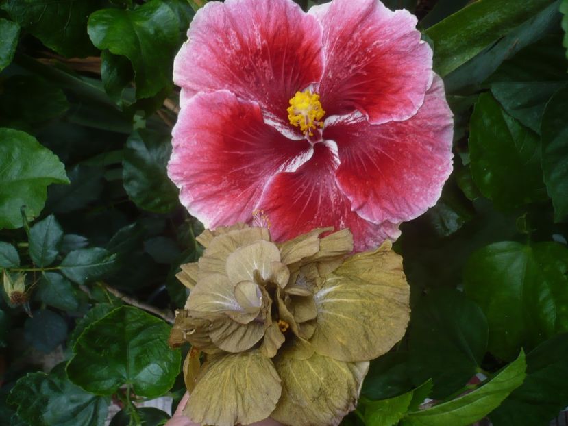 P1450537 - HIBISCUSI 2020-2