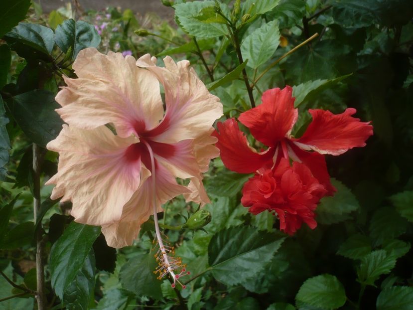 P1450540 - HIBISCUSI 2020-2