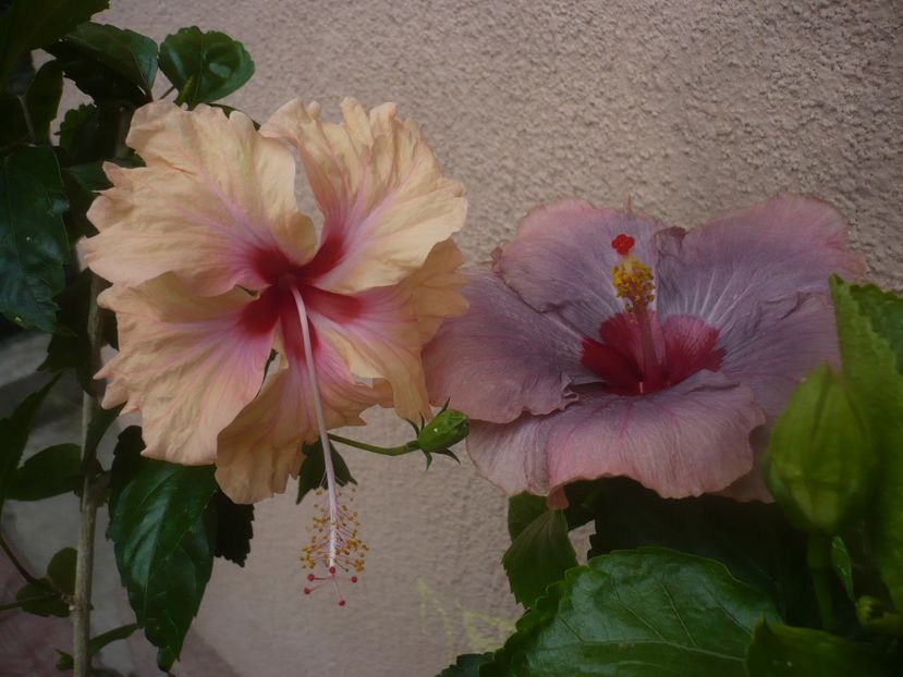 P1450541 - HIBISCUSI 2020-2