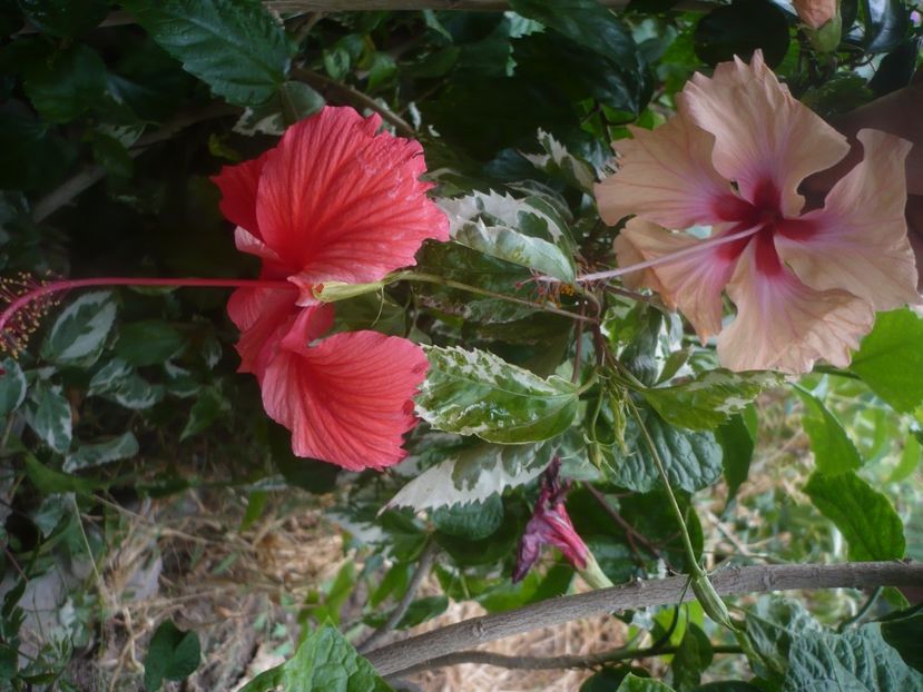 P1450543 - HIBISCUSI 2020-2