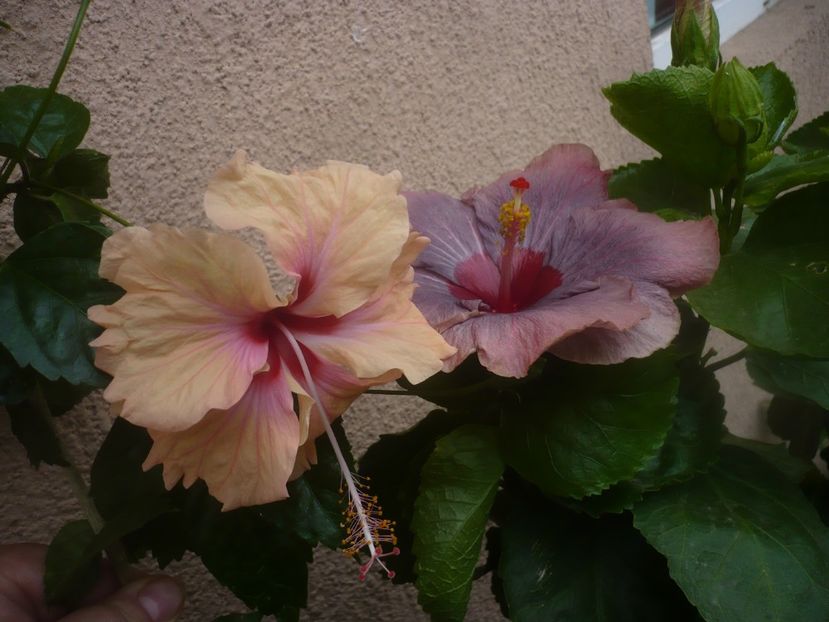 P1450544 - HIBISCUSI 2020-2