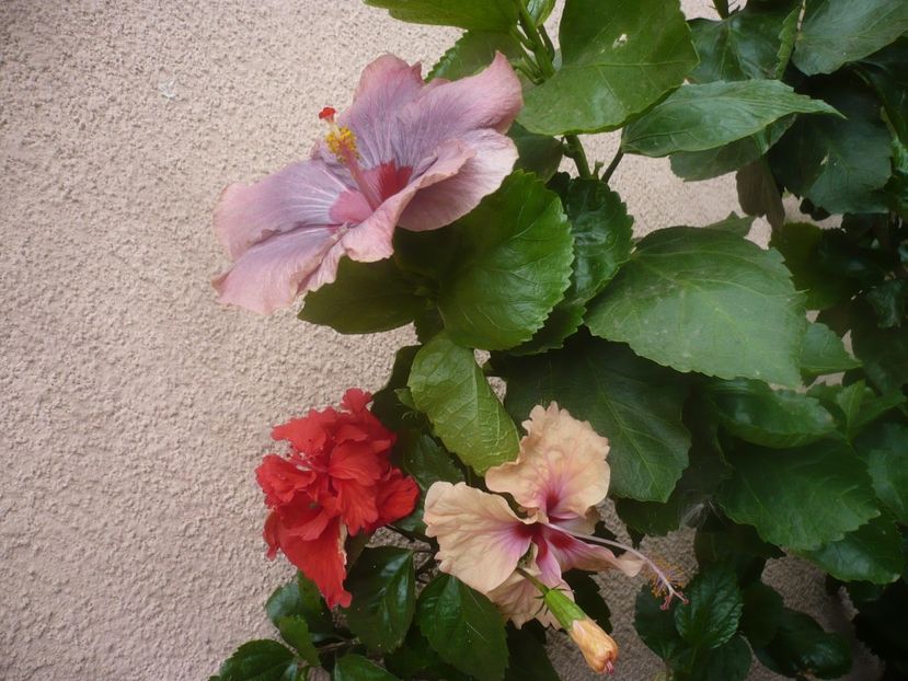 P1450545 - HIBISCUSI 2020-2