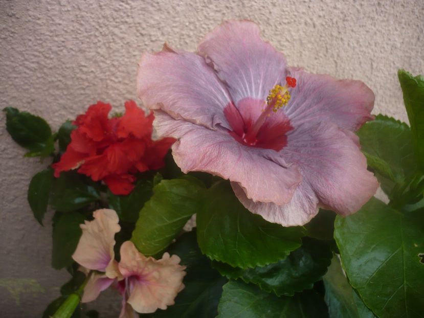 P1450546 - HIBISCUSI 2020-2