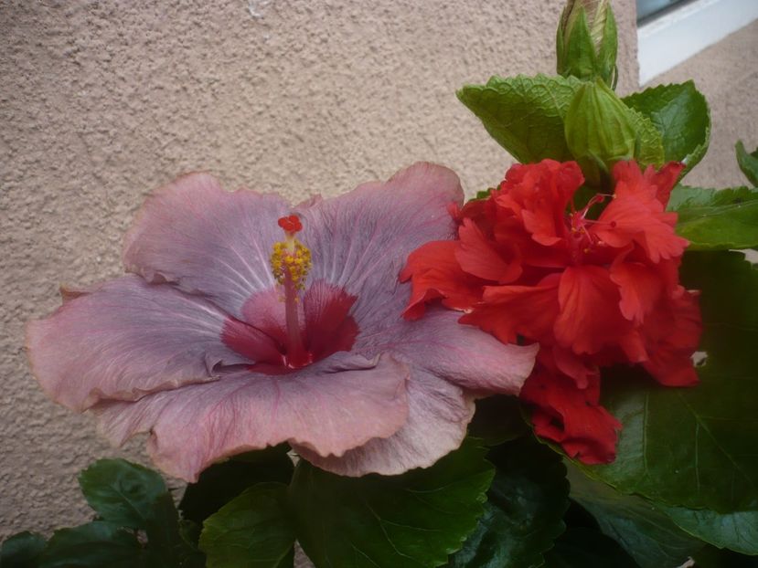 P1450547 - HIBISCUSI 2020-2