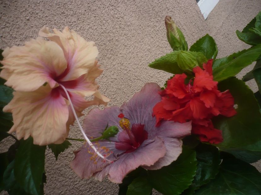 P1450548 - HIBISCUSI 2020-2