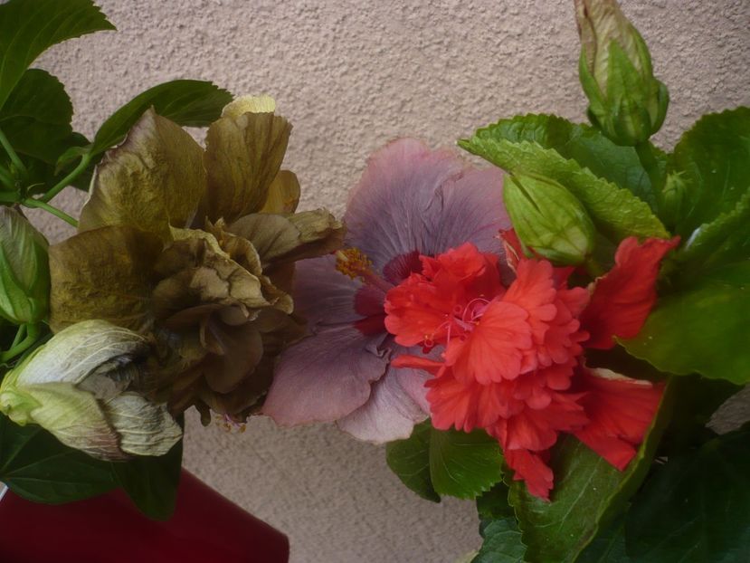 P1450557 - HIBISCUSI 2020-2