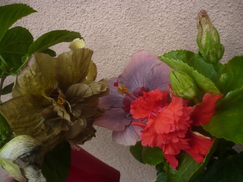 P1450558 - HIBISCUSI 2020-2