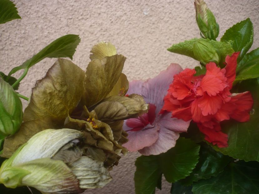 P1450560 - HIBISCUSI 2020-2