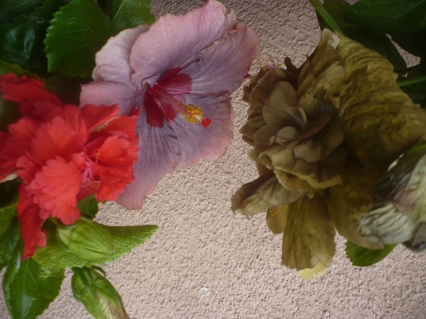 P1450561 - HIBISCUSI 2020-2
