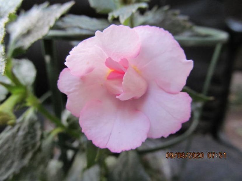 Aussie beauty - Achimenes 2020