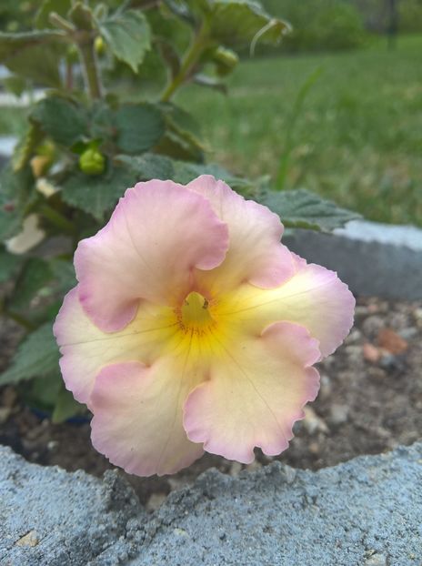 Yellow English Rose - Achi cu 6 sau mai multe petale