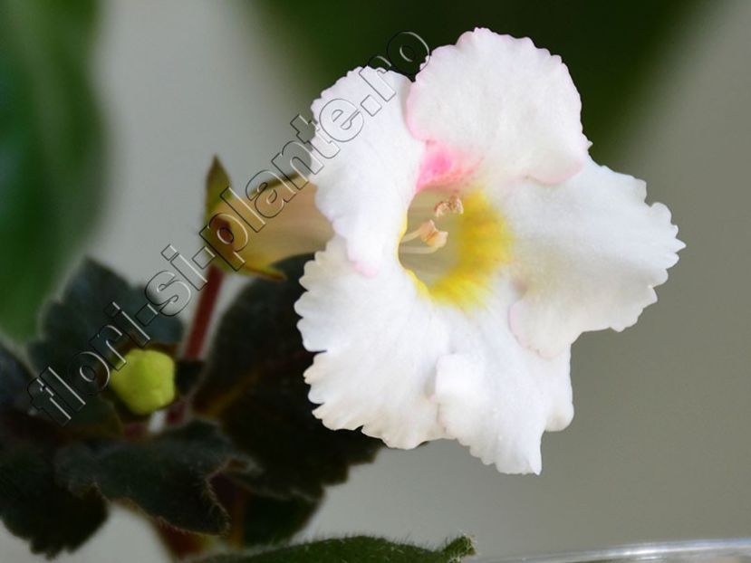 xAchimenantha White Angel - ACHIMENES III