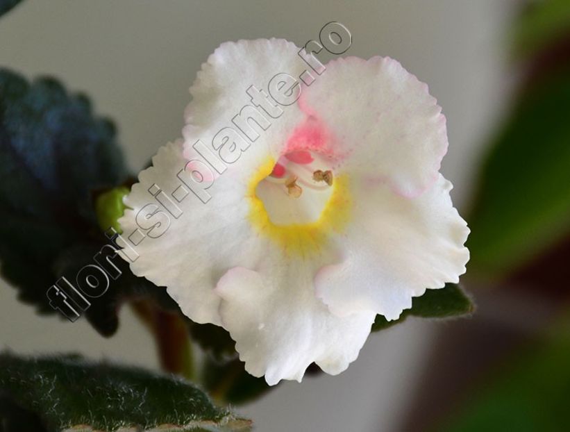 xAchimenantha White Angel - ACHIMENES III