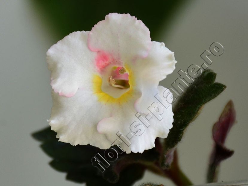 xAchimenantha White Angel - ACHIMENES III