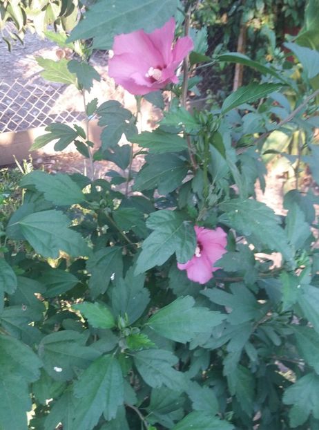  - curtea in vara 2020