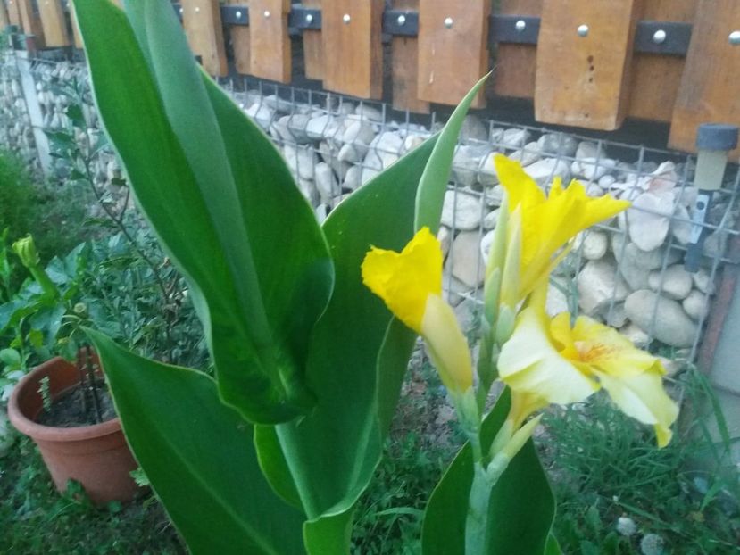  - curtea in vara 2020