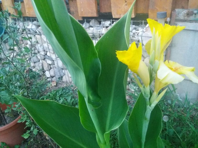  - curtea in vara 2020