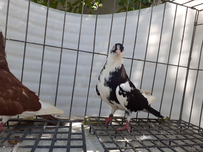  - 4-Jucatori de Galati