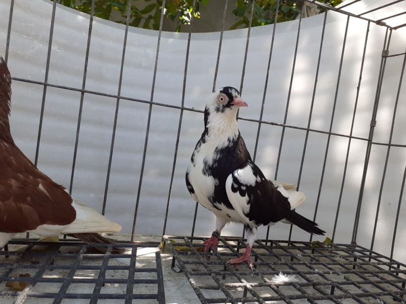  - 4-Jucatori de Galati