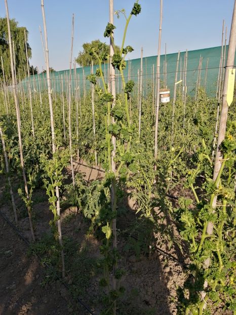  - SEMINTE ROSII - T 309 - STICK