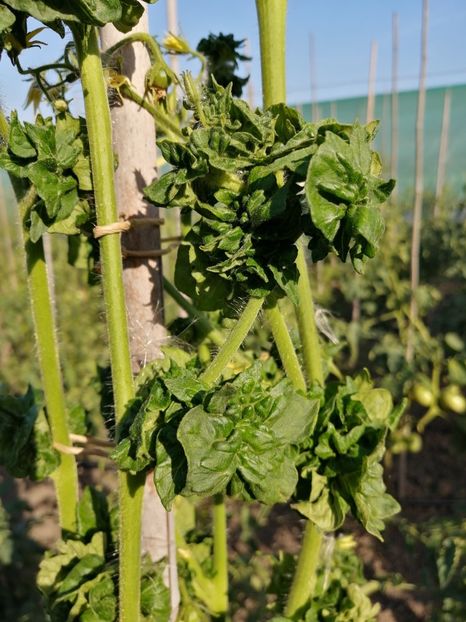  - SEMINTE ROSII - T 309 - STICK